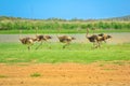 Ostrich running in Camdeboo