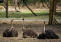 Ostriches Royalty Free Stock Photo