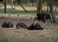 Ostriches Family Royalty Free Stock Photo