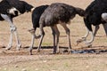 Group of ostriches at a waterhole in the dry desert Royalty Free Stock Photo