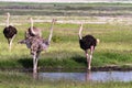 Group of ostriches on a watering-place. Amboseli, Kenya Royalty Free Stock Photo