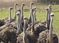 Group of ostrichs Royalty Free Stock Photo