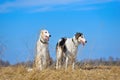 Group ot two russian borzoi dogs Royalty Free Stock Photo