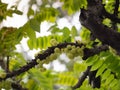 A group of otaheite gooseberry, phyllanthus acidus on the tree,