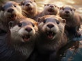 A group of otters look at the camera in a friendly way Royalty Free Stock Photo