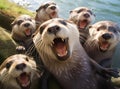 A group of otters look at the camera in a friendly way Royalty Free Stock Photo