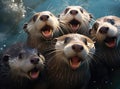 A group of otters look at the camera in a friendly way Royalty Free Stock Photo