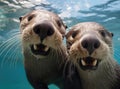 A group of otters look at the camera in a friendly way Royalty Free Stock Photo