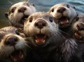 A group of otters look at the camera in a friendly way Royalty Free Stock Photo