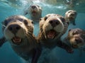 A group of otters look at the camera in a friendly way Royalty Free Stock Photo