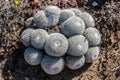 Group of Owl's Eye Pincushion Cactus