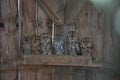 Group of owls with intense stare on a wooden background