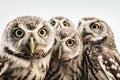 Group of owls isolated on a white background. Shallow depth of field generative ai