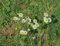 Group of Oxeye Daisies