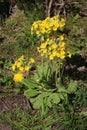 Group of oxlips, primula elatior, in full bloom Royalty Free Stock Photo