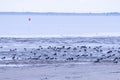 Group of oystercatcher brids standing at the beach in the morning at the frisian island, Schiermonnikoog, in the Netherlands