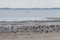 Group of oystercatcher brids standing at the beach in the morning at the frisian island, Schiermonnikoog, in the Netherlands