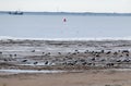 Group of oystercatcher brids standing at the beach in the morning at the frisian island, Schiermonnikoog, in the Netherlands