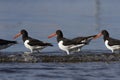 Group of Oystercatchers in the beach.