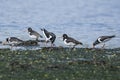 Group of Oystercatchers
