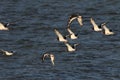 A group oystercatchers flies above the sea