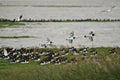 Eurasian Oystercatcher. Haematopus ostralegus.