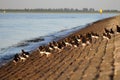 A group oystercatchers at the sea dyke along the sea