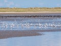 Group of oystercatchers and seagulls feeding on beach of Schiermonnikoog at low tide of Wadden Sea, Netherlands