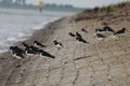 A group oystercatchers sits next to the waterline of the sea