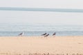A Group of Oystercatchers sitting on the sand of a beach