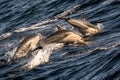 Group of Pacific white-sided dolphins surfacing at sea