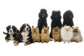 Group or pack of ten dogs sitting and lying down looking at the camera seen from the front with king poodle, bernese mountain dog