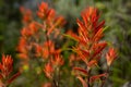 Group of Paintbrush Flowers Grow In Summer Royalty Free Stock Photo