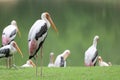 Group Painted Stork bird (Mycteria leucocephala) in garden