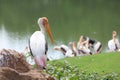 Group Painted Stork bird & x28;Mycteria leucocephala& x29; in garden