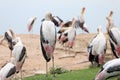 Group Painted Stork bird (Mycteria leucocephala) in garden