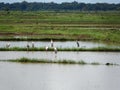 A group of Painted Stork in a paddy field in Allai Kanthale, Sri Lanka. Royalty Free Stock Photo