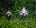 Painted Stork Basking after a rain