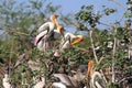 Group Painted Stork & x28;Mycteria leucocephala& x29; on tree