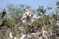 Group Painted Stork & x28;Mycteria leucocephala& x29; on tree