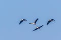 A Group of painted storks in flight Royalty Free Stock Photo
