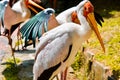 A group of painted storks