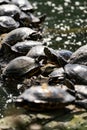 Group of painted turtles basking on a log near the water Royalty Free Stock Photo