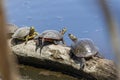 Group of painted turtles basking on a wooden log in the water Royalty Free Stock Photo