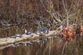 Painted turtles along a log in a wetland Royalty Free Stock Photo