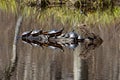 Group of painted turtles sunning on a log in Connecticut Royalty Free Stock Photo