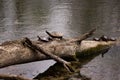 Group of painted turtles. Royalty Free Stock Photo