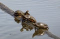 Group of painted turtles on a wooden log in the water Royalty Free Stock Photo