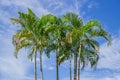 Group of palm tree and the blue sky Royalty Free Stock Photo