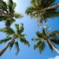 Group of Palm Trees Against Blue Sky Royalty Free Stock Photo